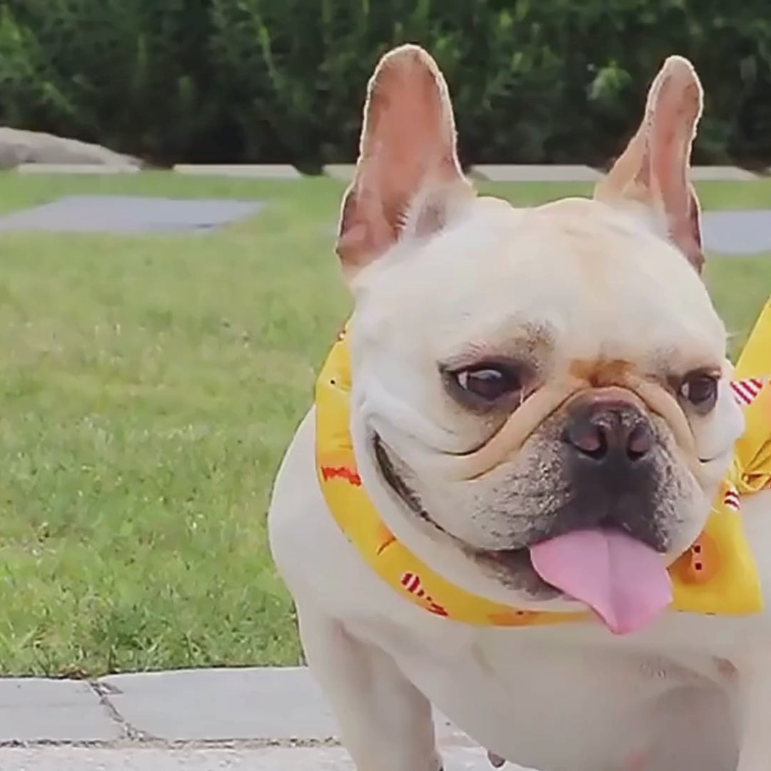 Bandana Refrescante FRESKITO™ – Accesorio de Enfriamiento para Perros y Gatos